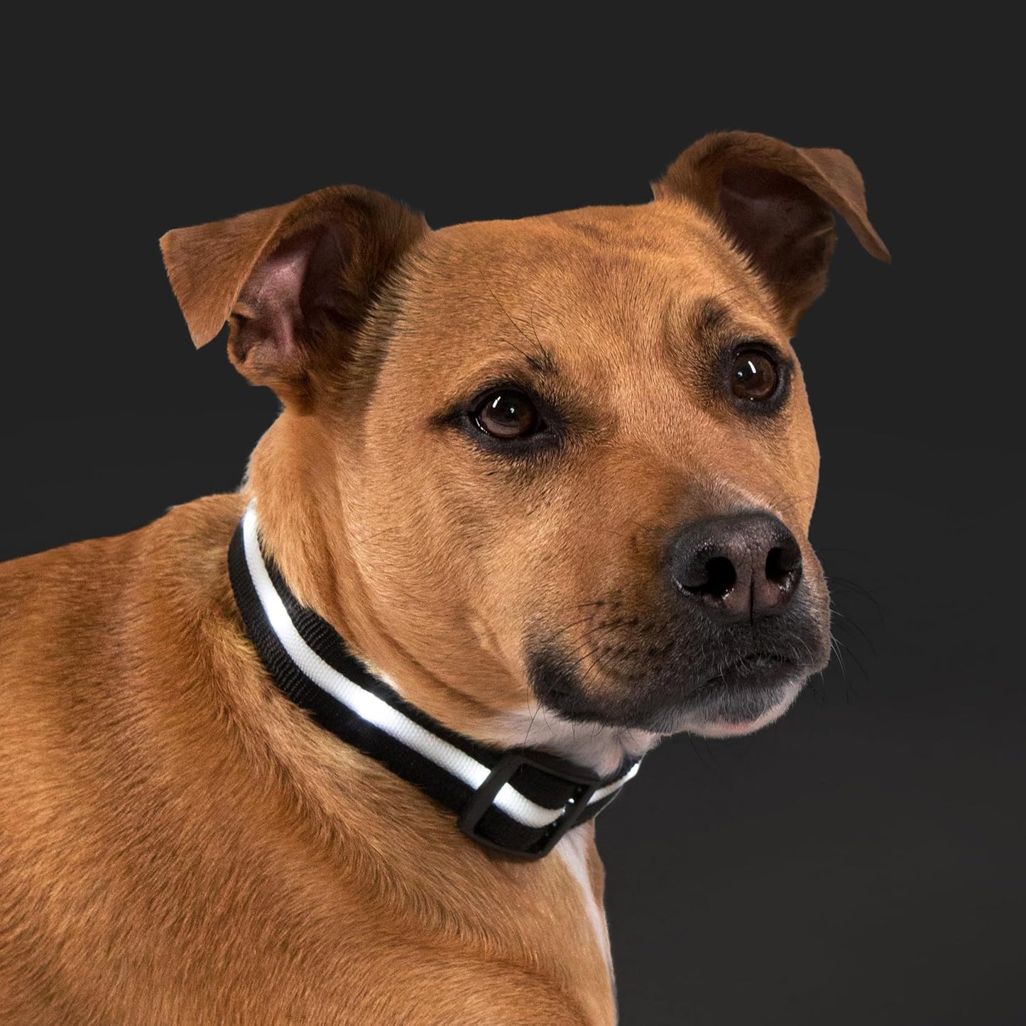 Light up Dog Collar - the Original LED Dog Collar - USB Rechargeable - Waterproof - 1,000 Feet of Visibility - Dog Collar Light for Small, Medium, Large Dogs - USA Brand